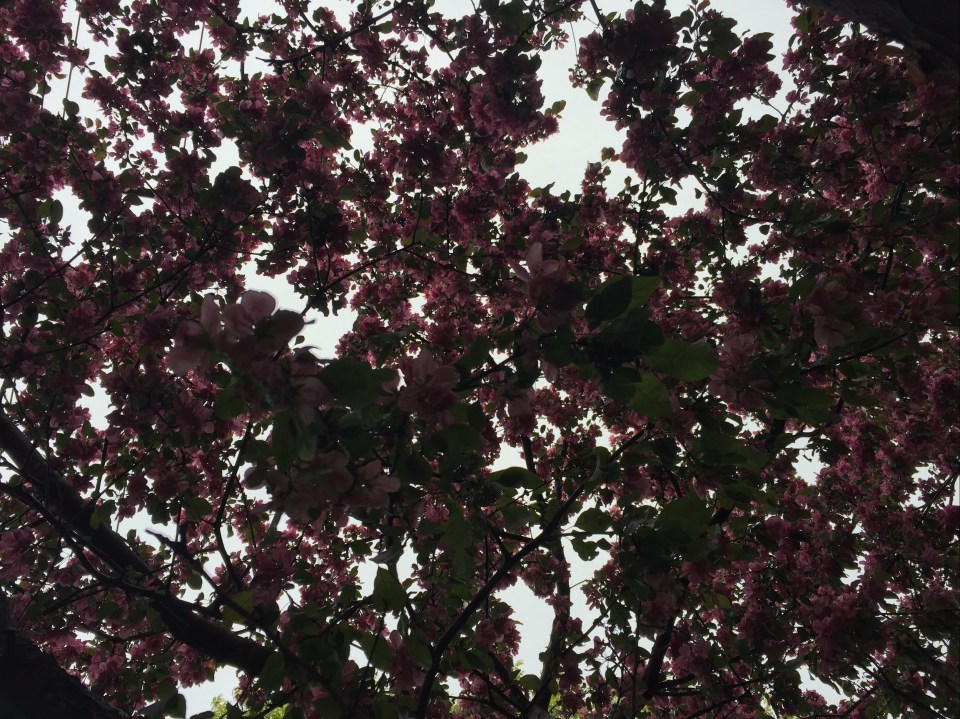 2017-05-22 09.42.53 HDR